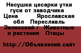 Несушки цесарки утки гуси от заводчика › Цена ­ 550 - Ярославская обл., Переславль-Залесский г. Животные и растения » Птицы   